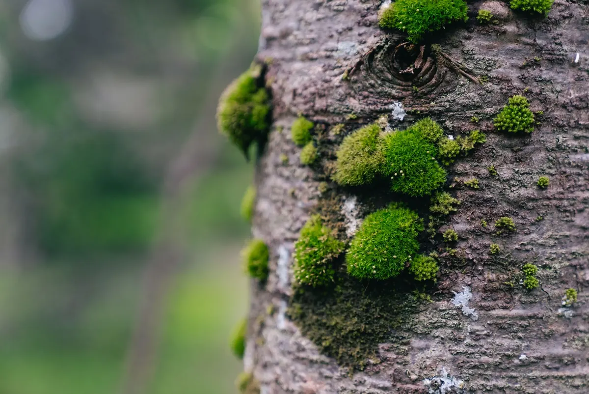 A Beginner's Guide to Growing Moss Indoors in Low Light