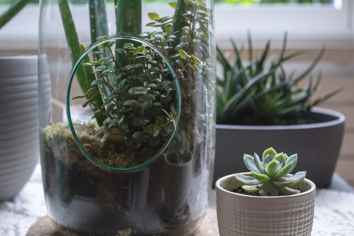 Closed vs Open Moss Terrariums: Which Is Better for UK Homes?