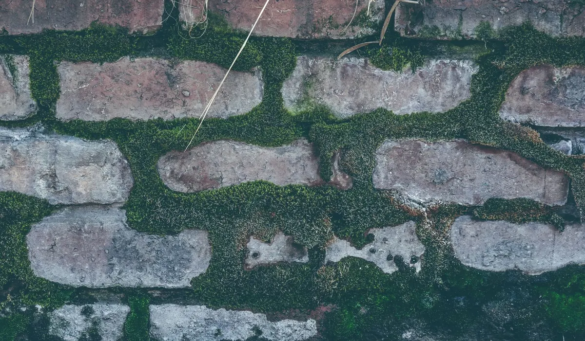 Common Mistakes to Avoid When Installing an Indoor Moss Wall