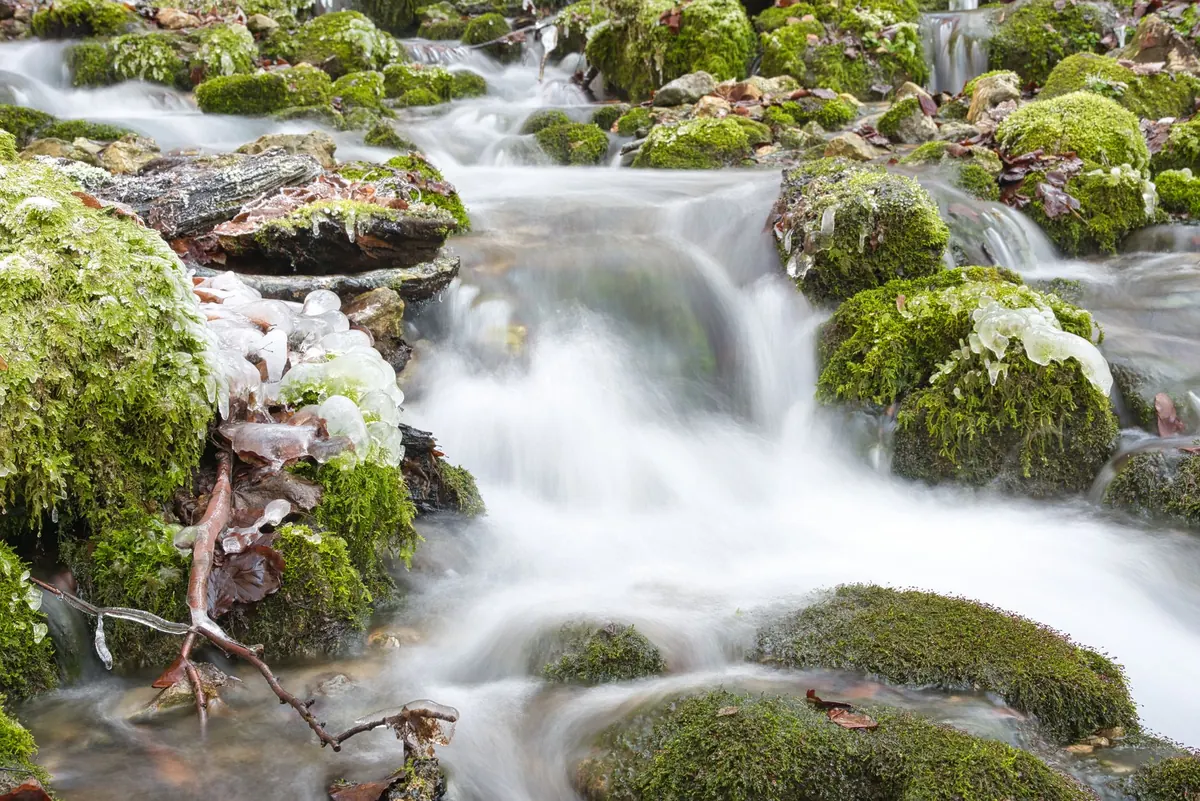 How to Water Moss Without Drowning It: A Simple Routine